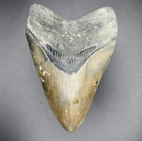 Megalodon Shark Tooth 3 7/16 Inches | (Central Florida)