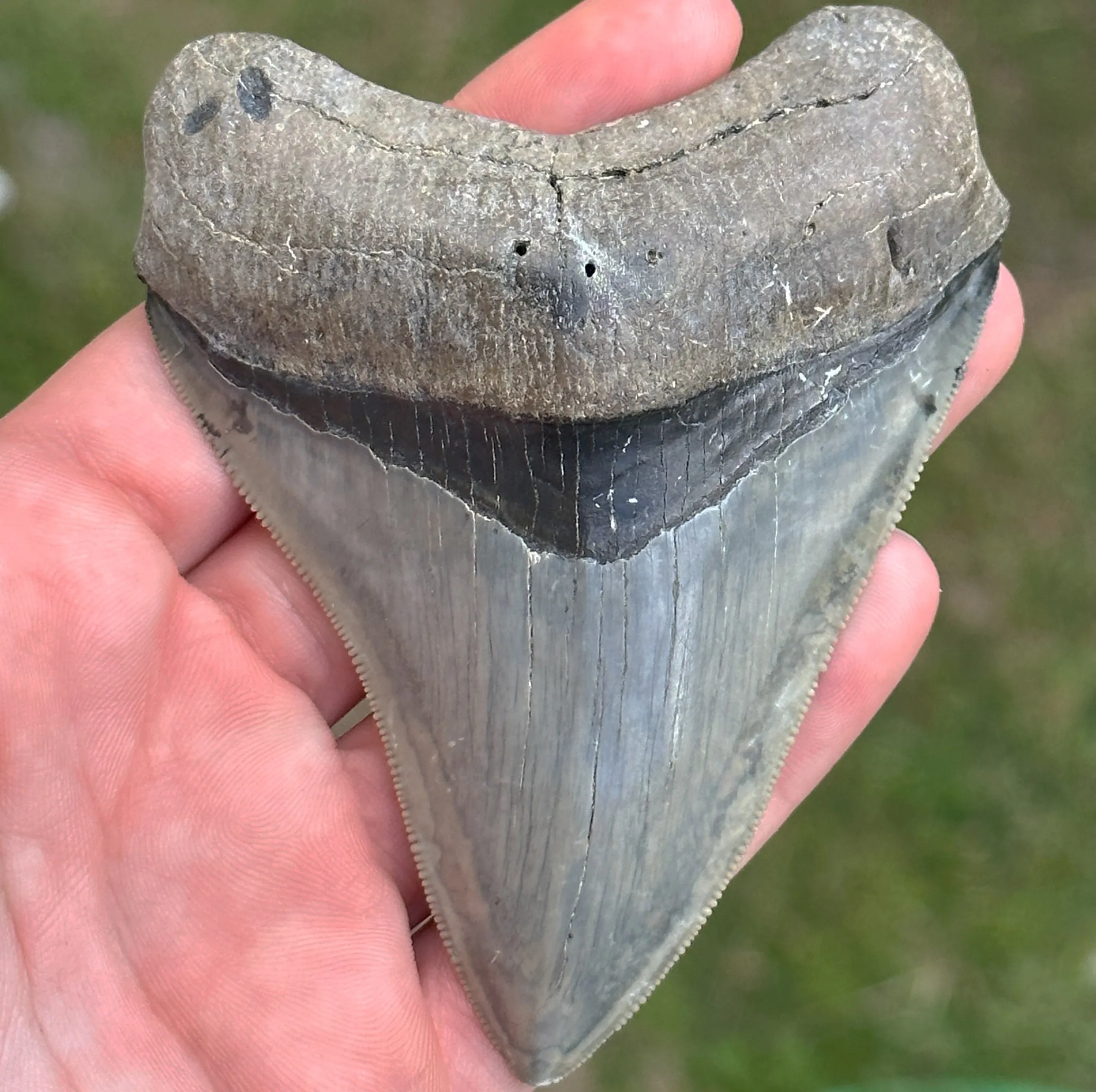 Megalodon Shark Tooth | 3 7/8 Inch | (Central Florida)