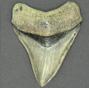 Megalodon Shark Tooth | 3 7/8 Inch | (Central Florida)