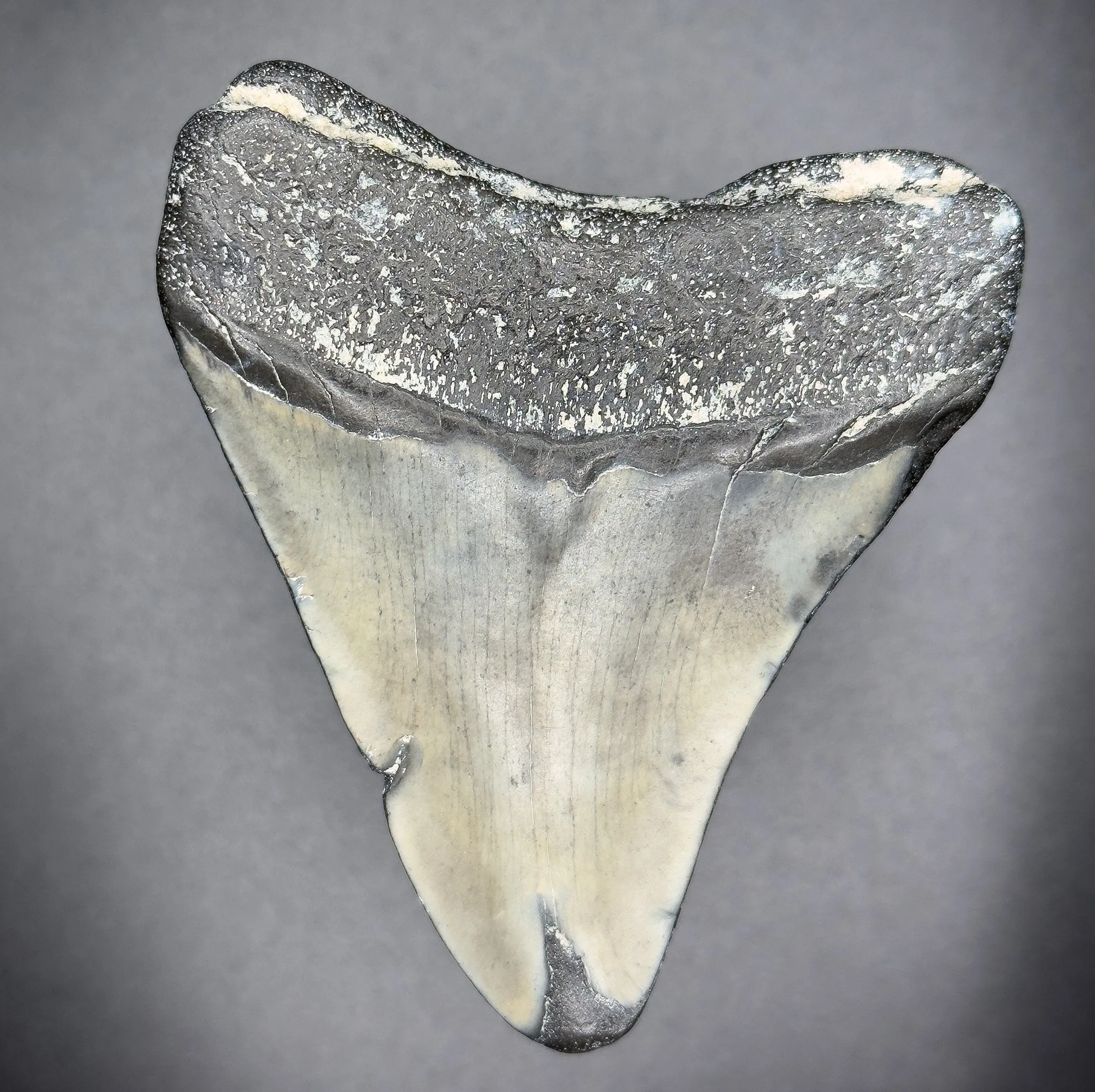 Megalodon Shark Tooth | (Central Florida)