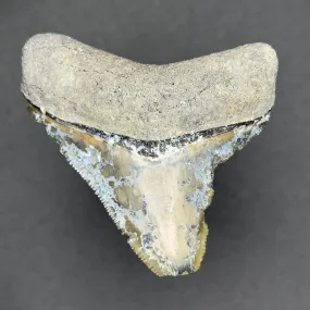 Megalodon Shark Tooth | (Central Florida)